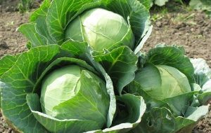 Benefcios do repolho