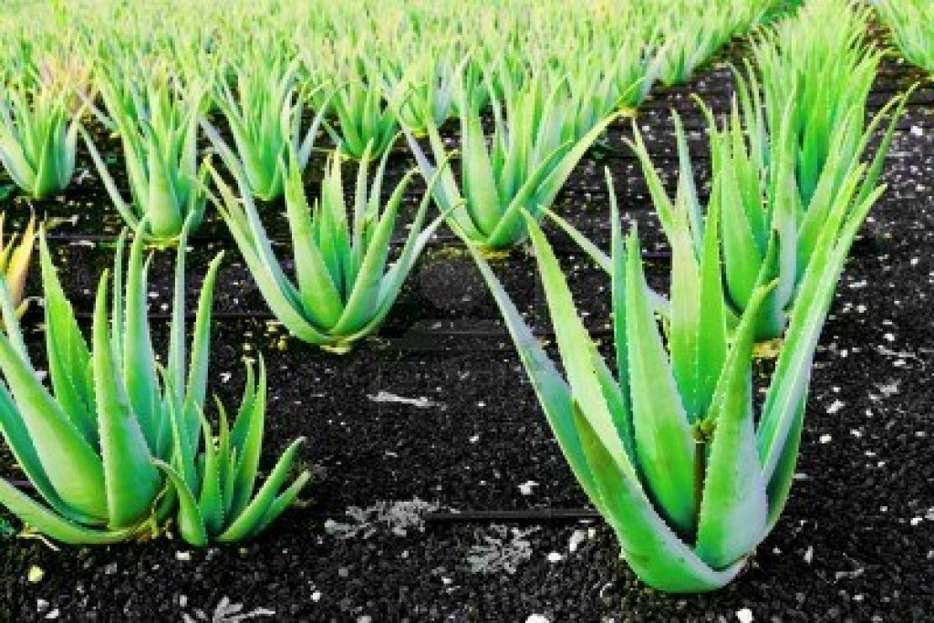 Plantação de Aloe vera