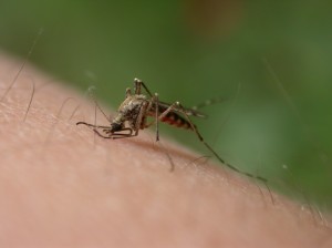 repelentes naturais para eliminar insetos