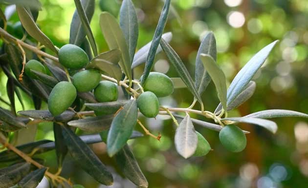 extrato da folha de oliveira previne infecções fúngicas