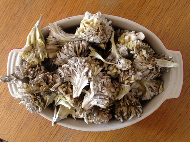 benefícios dos cogumelos Maitake