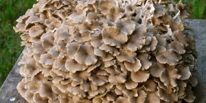 benefícios dos cogumelos Maitake