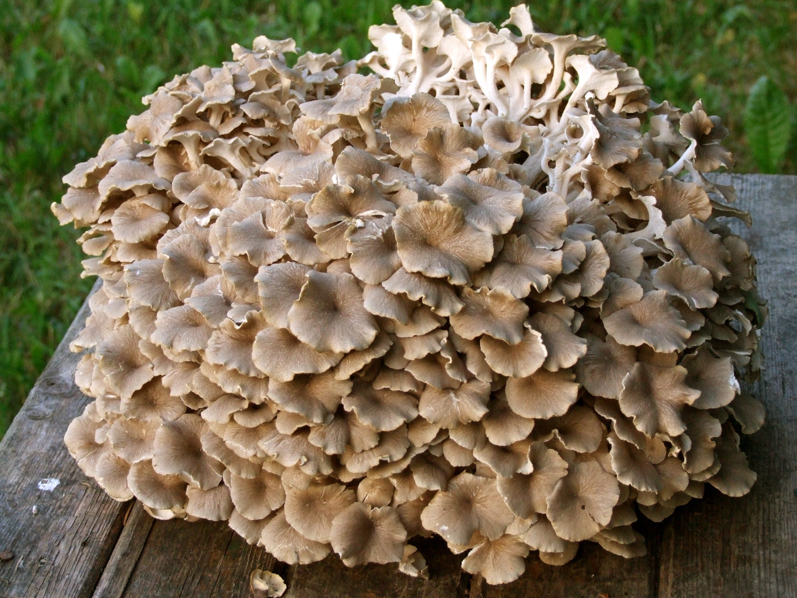 cogumelos Maitake ajuda a diminuir o colesterol