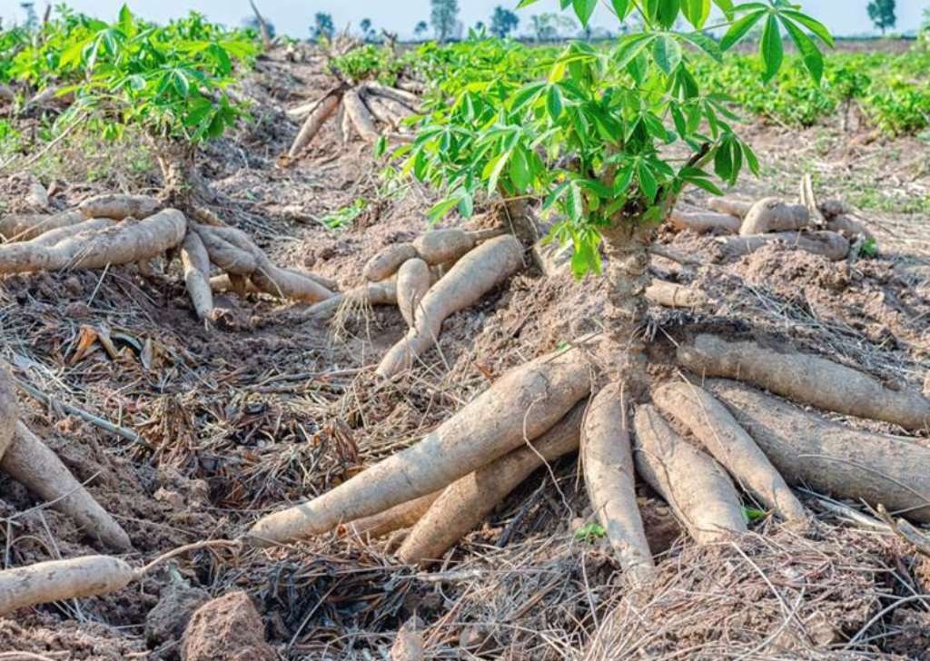 valor nutricional da mandioca