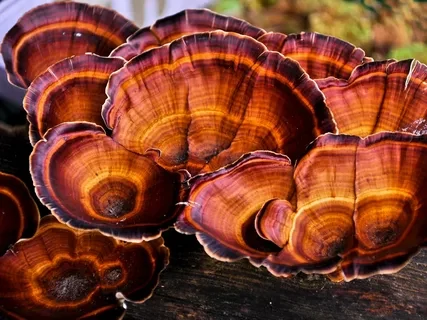 nutrientes do cogumelo reishi
