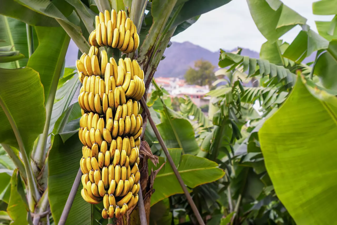 benefícios-da-banana