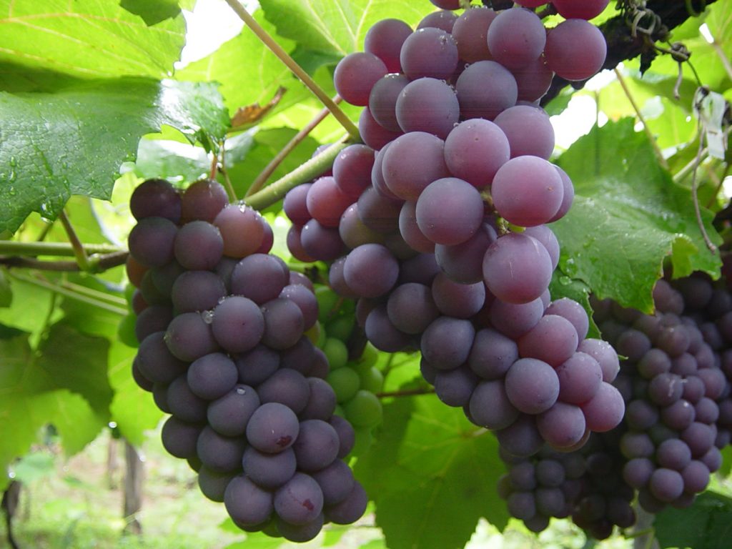 Os 15 benefícios da uva para saúde