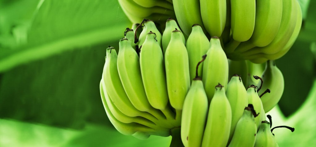 Banana verde é boa para depressão, ansiedade e diabetes: veja os 21 benefícios da fruta