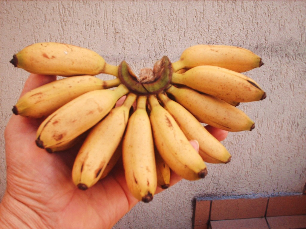 Banana-ouro