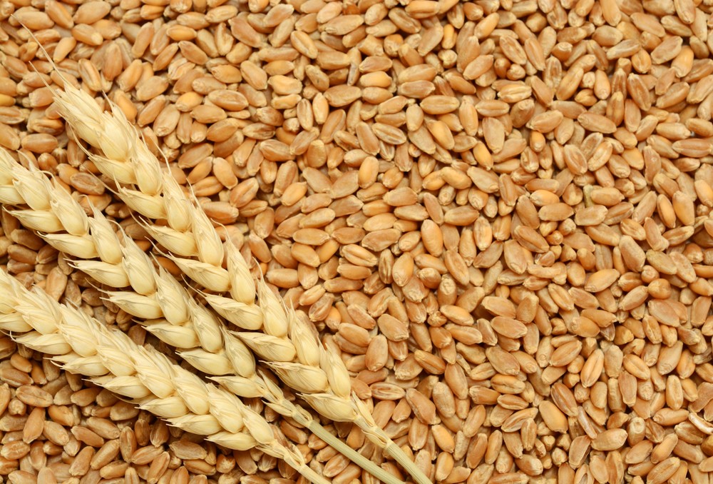 Benefícios do trigo