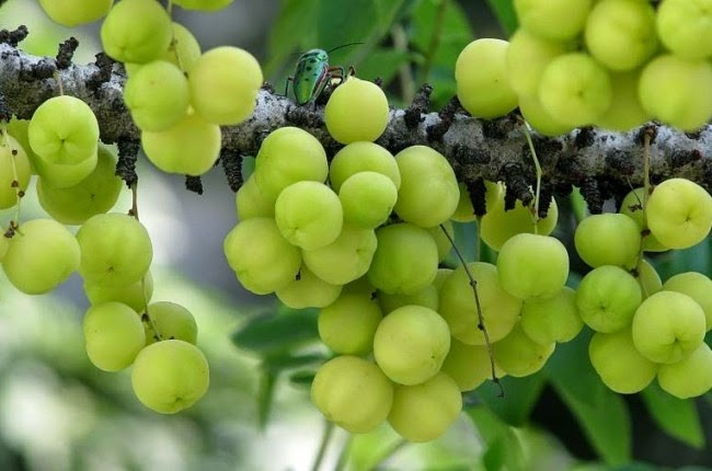 Benefícios da Amla para saúde