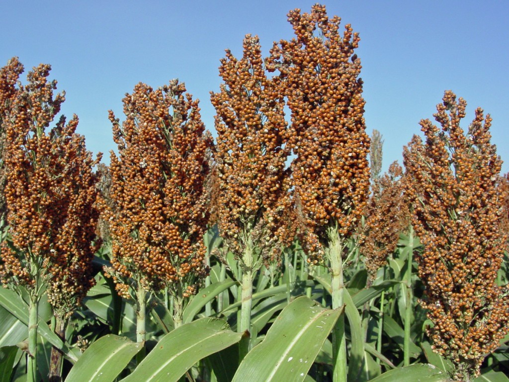 Sorgo