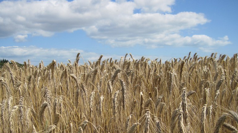 Os 10 Benefícios do Triticale Para Saúde!