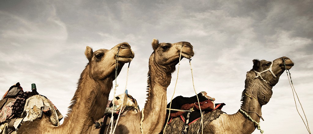 Benefícios do Leite de Camelo