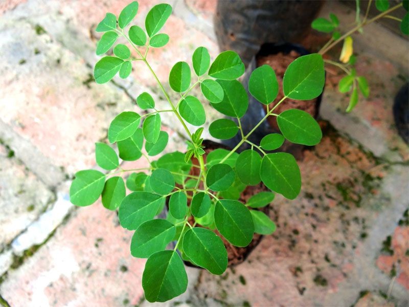 Benefícios da Moringa