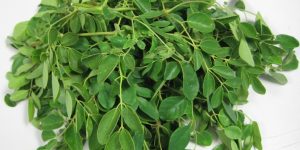 Benefícios da Moringa