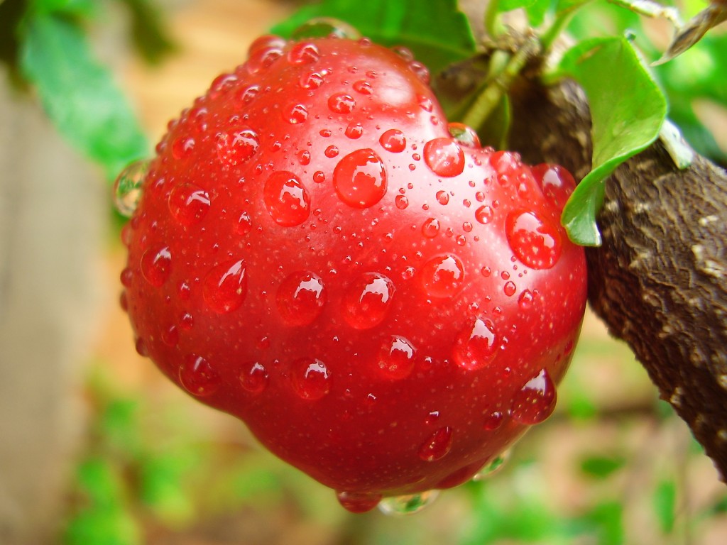 acerola para o cabelo