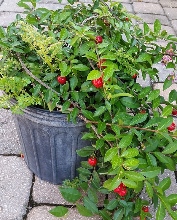 como plantar acerola em casa