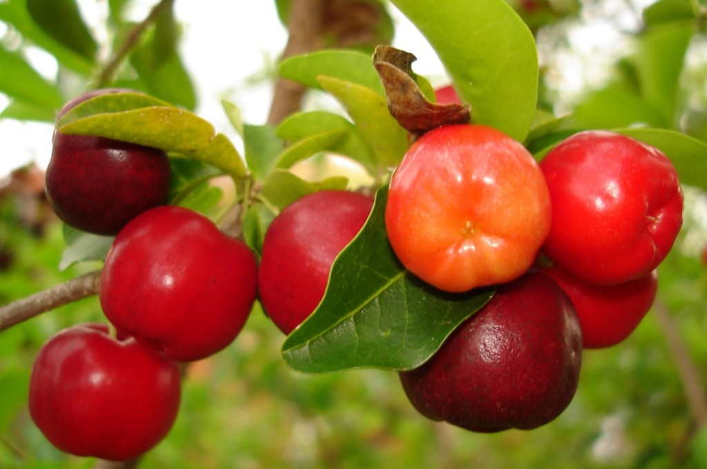 Acerola é bom para gripe, intestino e diabetes: veja os 50 benefícios desta fruta