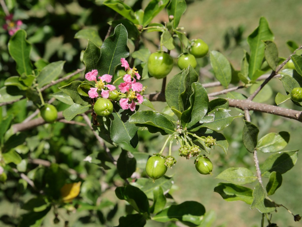 Arvore pé de acerola