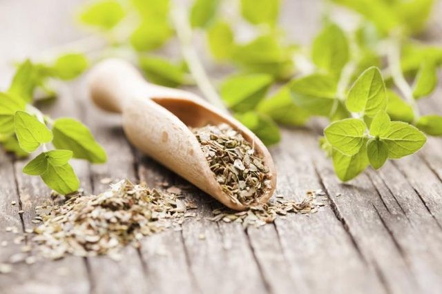 cha de oregano
