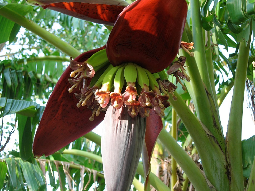 flor de banana