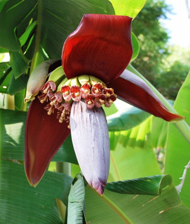 Flor de Banana