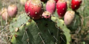 fruta-do-nopal