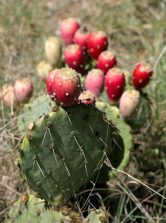 fruta-do-nopal