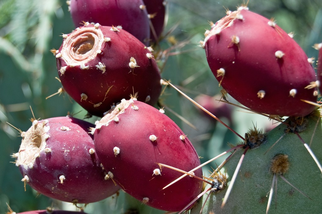 Fruta do Nopal ajuda a aliviar ressaca, faz bem para o fígado: veja os seus benefícios