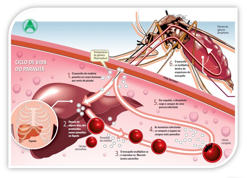 malaria