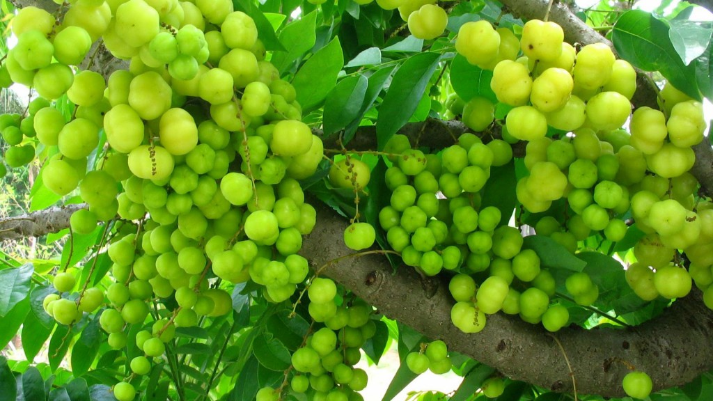 Efeitos colaterais da Amla para saúde