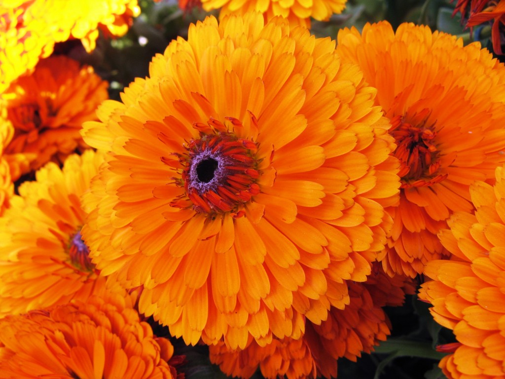 Calendula beneficio