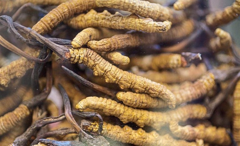 Benefícios do Cordyceps