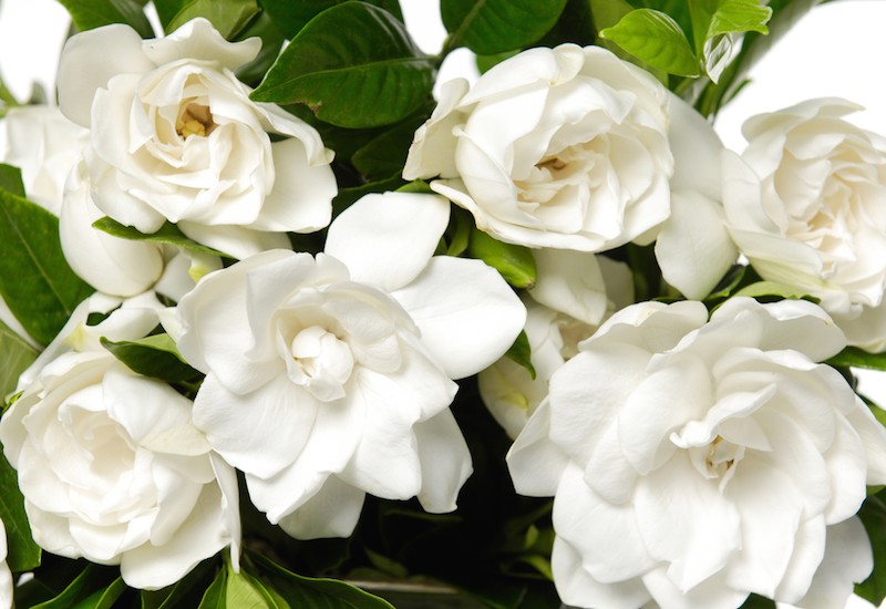 Gardenia beneficios