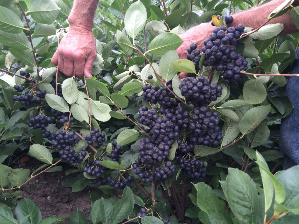 aronia-fruta