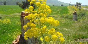 Benefícios do Óleo de Asafoetida Para Saúde