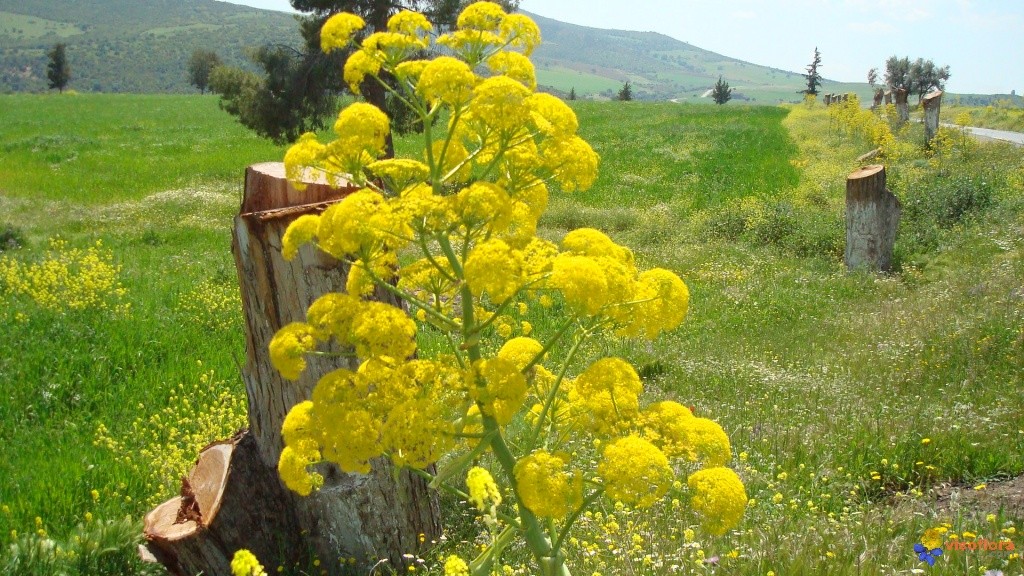 Benefícios do Óleo de Asafoetida Para Saúde