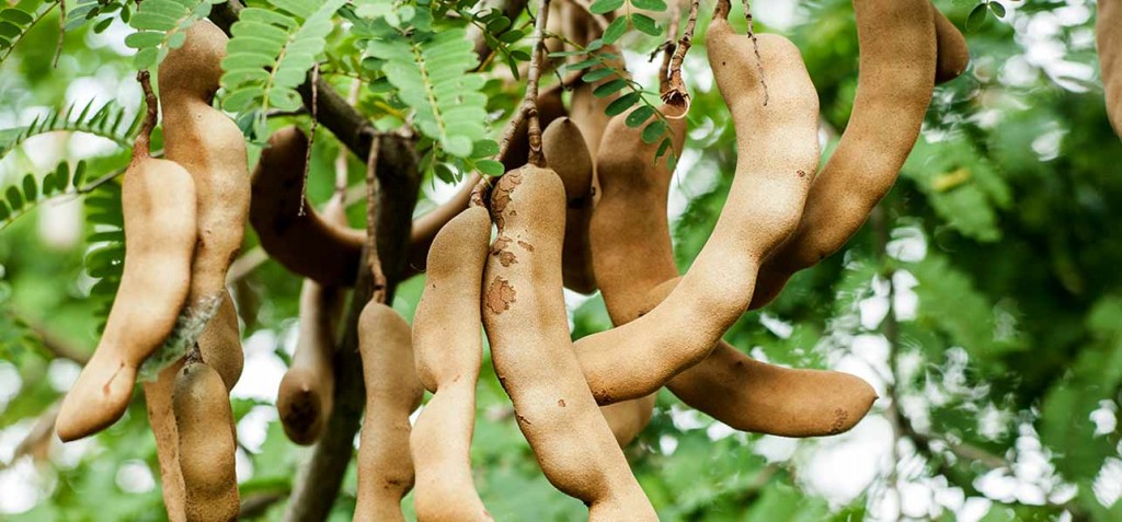 Benefícios do Tamarindo