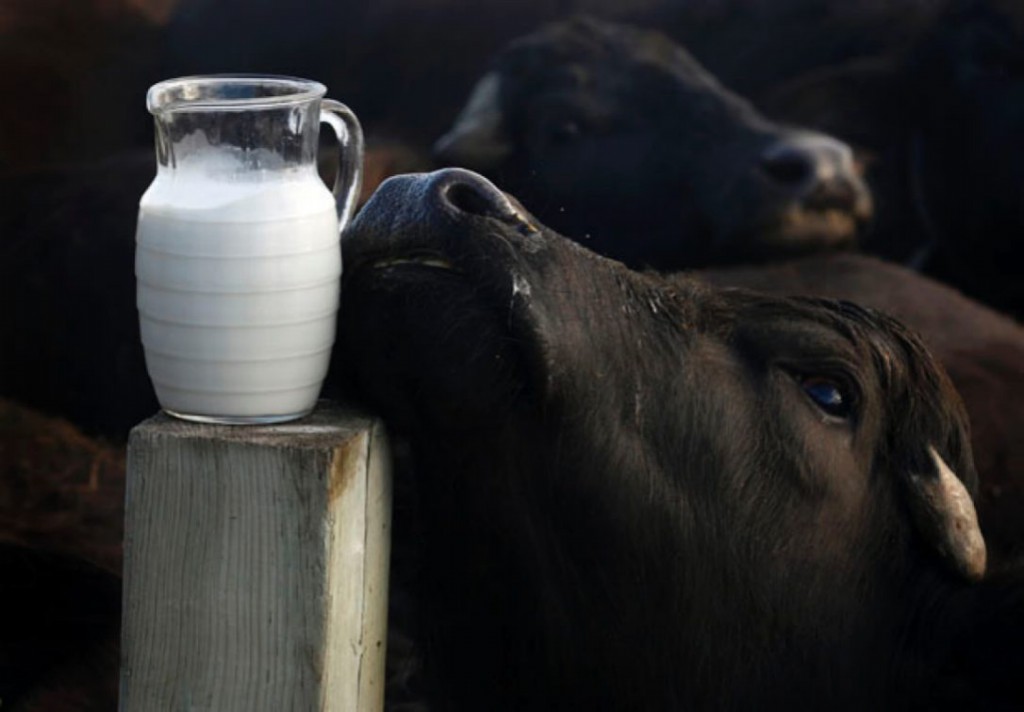 Benefícios do leite de Búfala