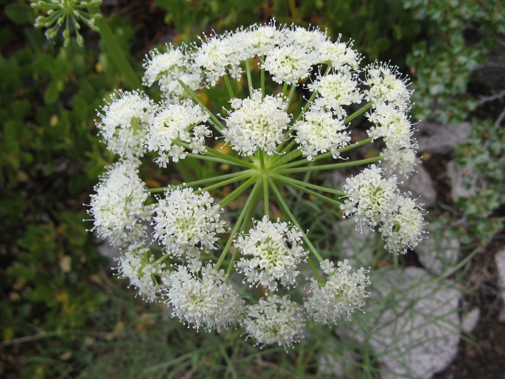 oleo de angelica