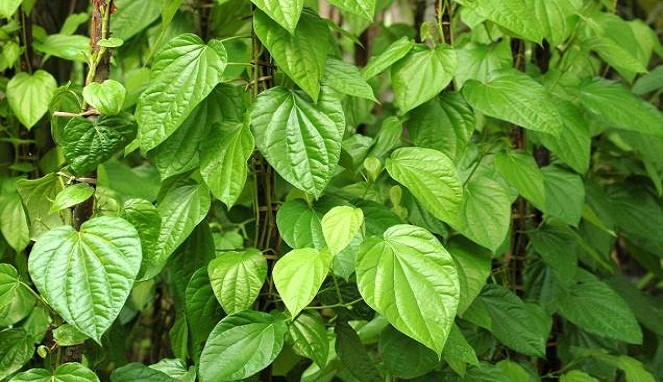 Óleo da Folha de Betel