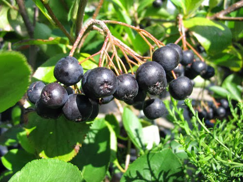 Benefícios da Aronia Para Saúde!