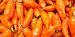 pimenta Aji amarillo