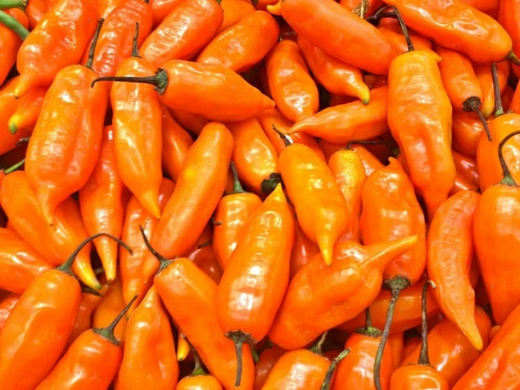 pimenta Aji amarillo