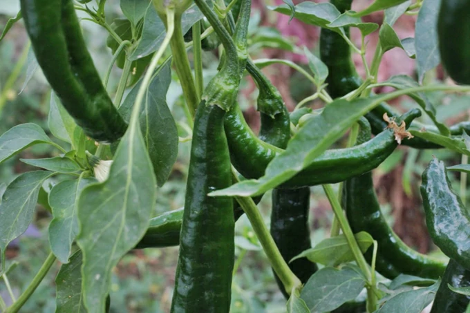 pimenta pasilla beneficios