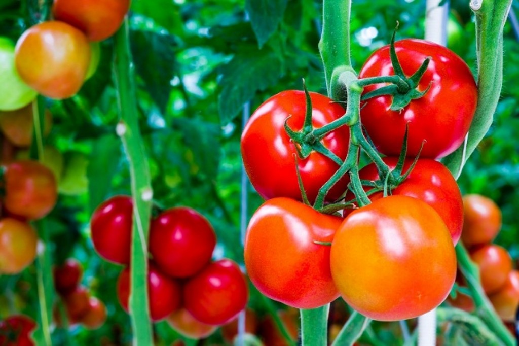 Efeitos colaterais do Tomate para saúde