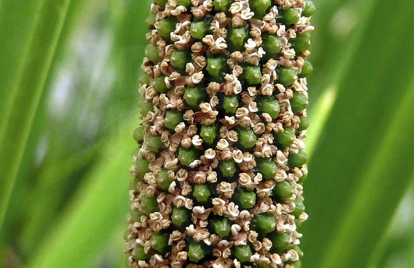 oleo-de-acorus-calamus