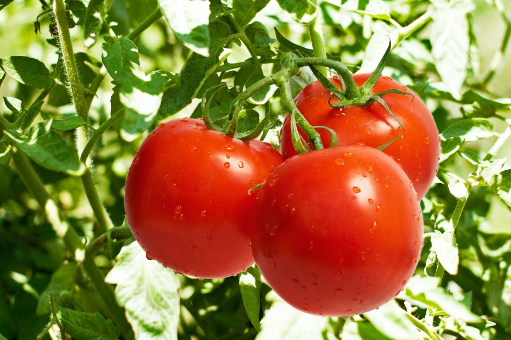 Benefícios do Tomate