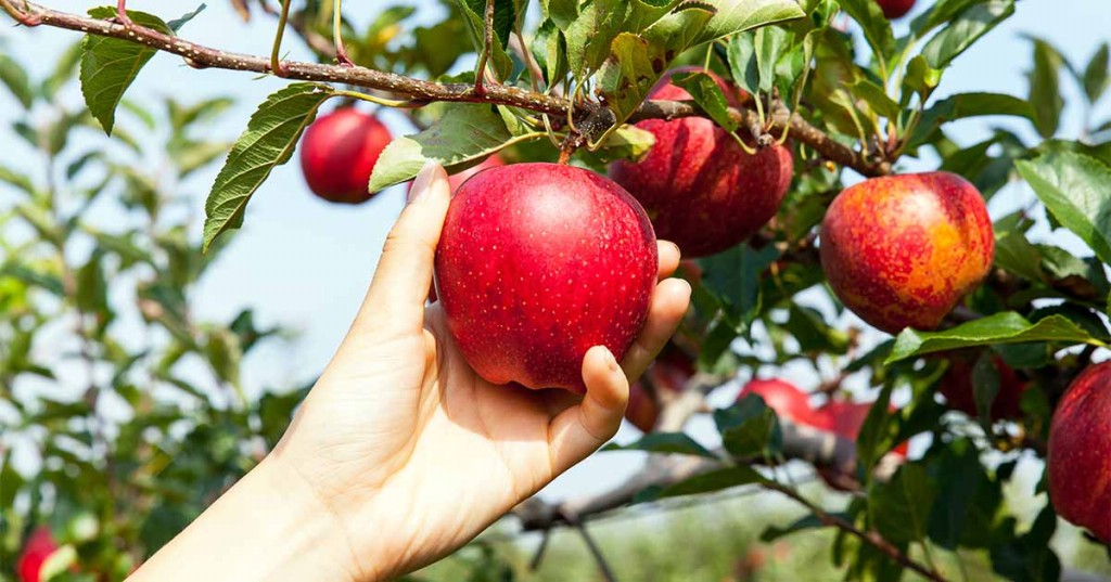 Maçã é boa para diabetes, diarreia e azia: veja os 38 benefícios da fruta